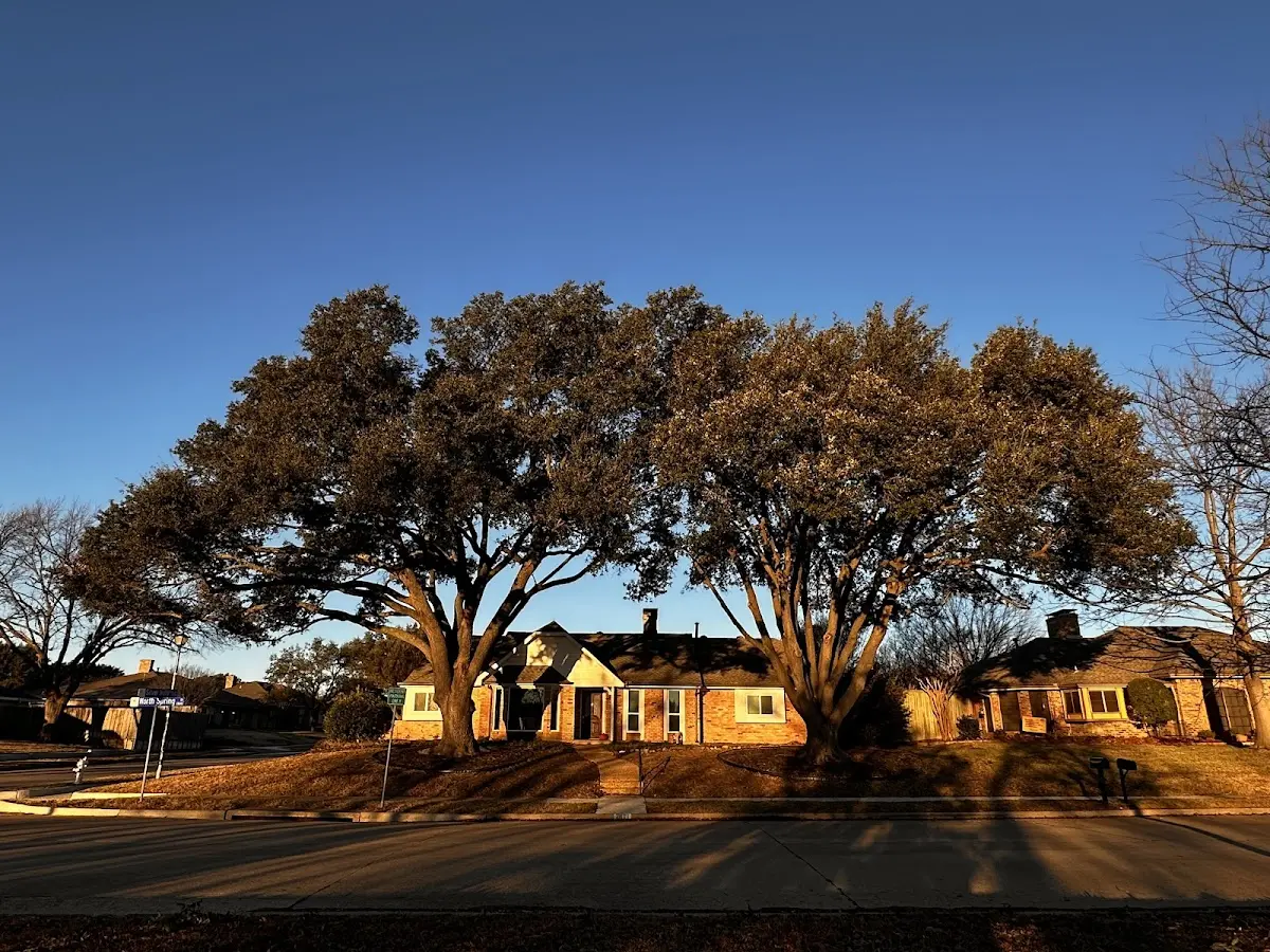 Established residential canopy tree shading a home in Garryowen